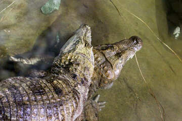 Krokodil im Wasser №45527