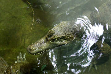 Krokodil im Wasser №45528