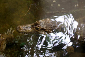 Crocodile in the water №45529