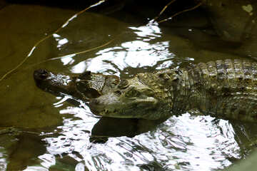 Crocodile in the water №45522