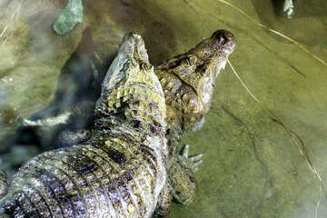Crocodile in the water №45526