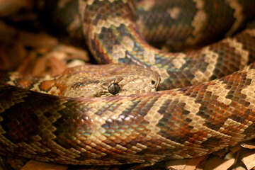 Home snake in the terrarium №45537