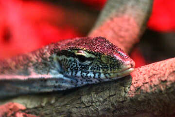 Lizard in the terrarium №45549