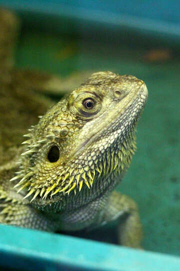 Lizard in the terrarium №45781