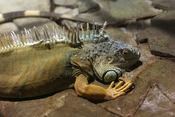 Muzzle iguanas №45545