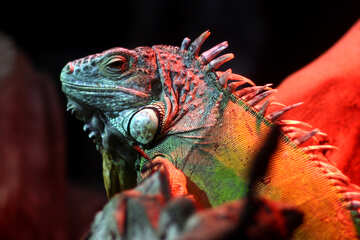 Muzzle iguanas №45555