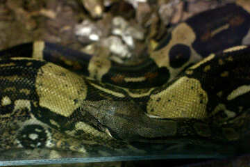Snake head №45776