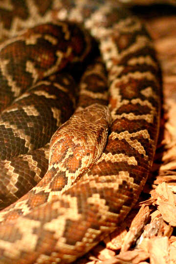 Le serpent dans le terrarium №45531