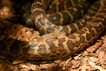 The snake in the terrarium №45539