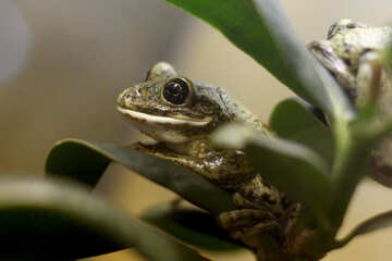Tree frog on branch №45567