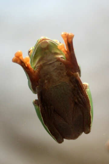 Tree frog on glass №45578