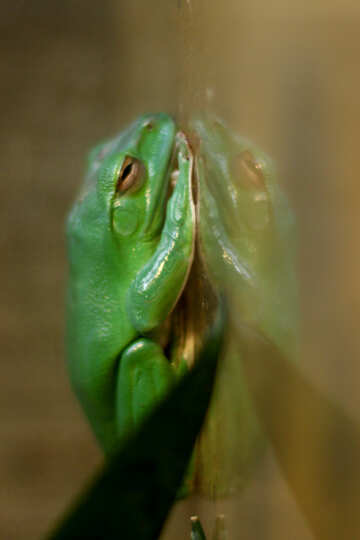 Tree frog on glass №45582