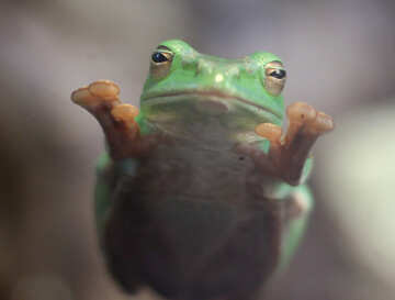 Tree frog on glass №45586