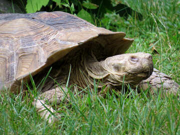 Schildkröte im Gras №45114