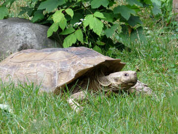 Turtle in grass №45115
