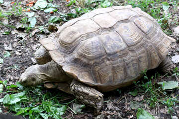 Schildkröte im Gras №45846