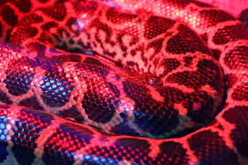 Змія червоного кольору №45593