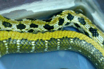 A cauda de uma cobra №45796