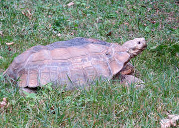 Turtle in grass №45099