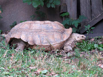 Schildkröte im Gras №45100