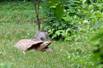 Schildkröte im Gras №45842