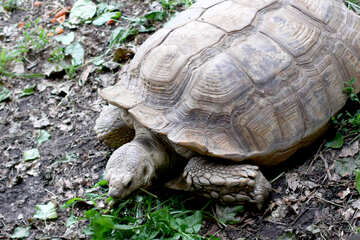 Schildkröte auf dem Boden №45847
