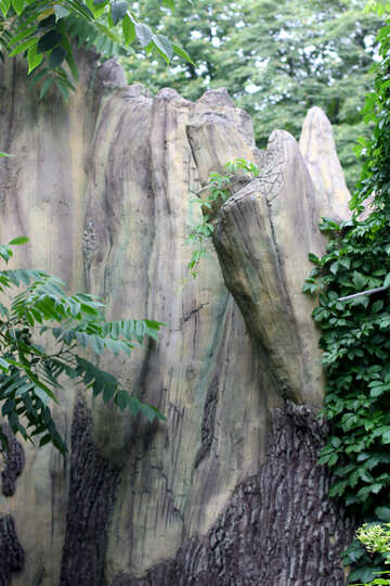 Скам`яніле дерево №45361