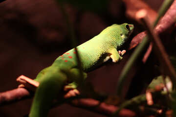 Lizard in the terrarium №45503