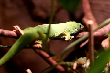 Lizard in the terrarium №45504