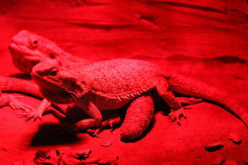 Lizard in the terrarium №45778