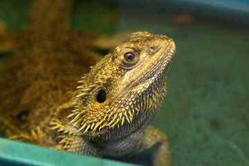 Lizard in the terrarium №45780