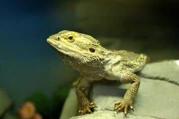 Lizard in the terrarium №45782