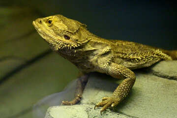 Lizard in the terrarium №45784