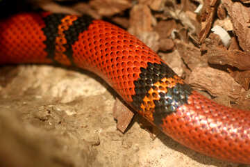The snake in the terrarium №45533