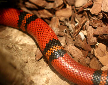 The snake in the terrarium №45534