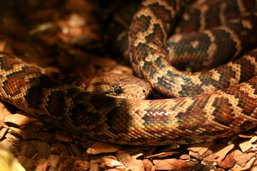 The snake in the terrarium №45535