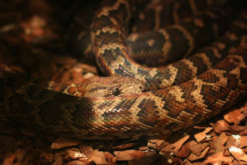 Le serpent dans le terrarium №45538