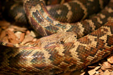 The snake in the terrarium №45540