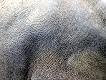 Elephant Hautbeschaffenheit