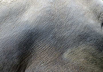 The texture of elephant skin №45089