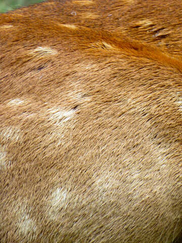 The texture of deer fur №45180