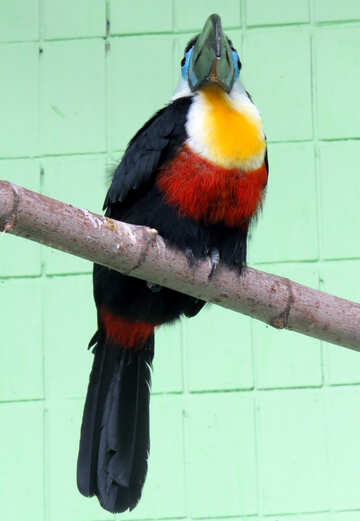 Oiseau toucan №45188
