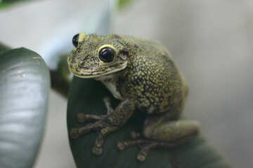 Tree frog on branch №45564