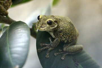 Tree frog on branch №45566