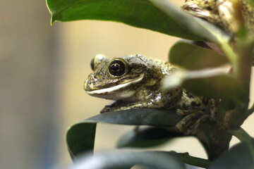 Tree frog on branch №45569