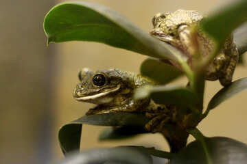 Tree frog on branch №45570