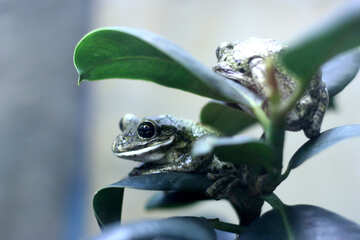 Tree frog on branch №45571