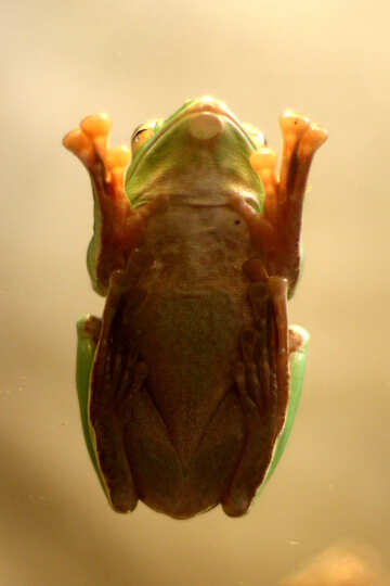 Tree frog on glass №45579