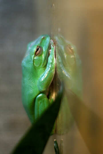 Tree frog on glass №45583
