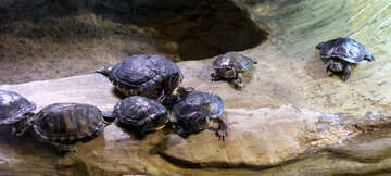 Turtles on the ground №45550